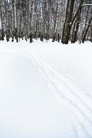 pistas de esqui à beira da floresta de bétulas foto