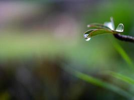 água pingando das folhas foto