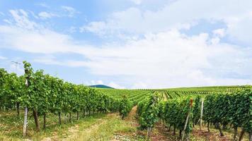 céu azul sobre o vinhedo na região da rota do vinho da alsácia foto