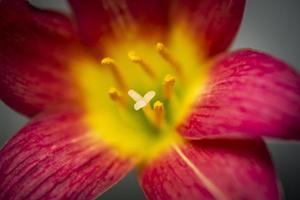 lírio de chuva rosa no jardim estava florescendo sob a luz da manhã. foto