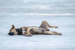 cão de raça tailandesa é confortável e relaxante sono no meio da rua ao meio-dia. foto