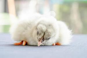 filhote de australorp bebê branco dorme em pano branco, cubra a mesa com bokeh e desfoque o jardim em um campo ao ar livre foto