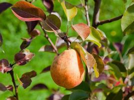 pera madura na árvore no pomar de frutas foto