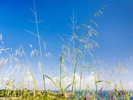 grama de prado na costa do canal inglês foto