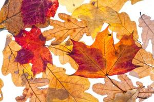 folhas secas de bordo e carvalho de outono foto