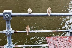 pardais na cerca beira-mar em dia chuvoso foto