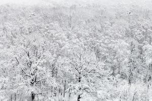 vista acima do bosque de carvalhos coberto de neve na floresta foto