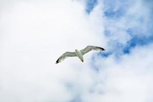 gaivota voa no céu azul com nuvens brancas foto