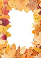 porta-retrato vertical de folhas de outono amarelas foto