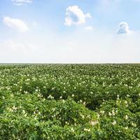 campo de batata verde na frança foto