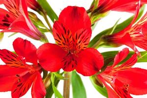 buquê de flores de vários alstroemeria vermelho foto