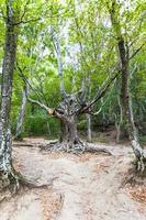 árvore bizarra na floresta no desfiladeiro de haphal na criméia foto