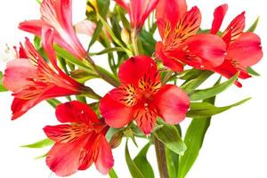 várias flores de alstroemeria vermelhas foto