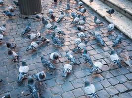pombos urbanos na cidade de roma foto