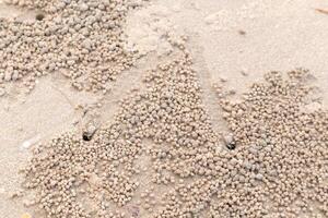 os pequenos caranguejos estão descendo seu buraco na praia e fora de foco foto
