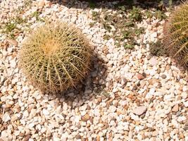 echinocactus grusonii ou cacto com ao redor do seixo foto