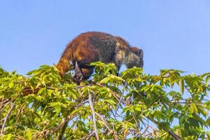 quati sobe em galhos de árvores e procura frutas na selva tropical do méxico. foto