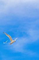 pássaro de gaivota voando com nuvens de fundo de céu azul no méxico. foto