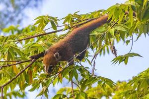 quati sobe em galhos de árvores e procura frutas na selva tropical do méxico. foto