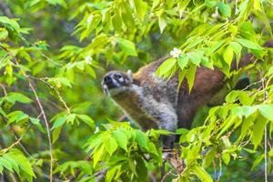 quati sobe em galhos de árvores e procura frutas na selva tropical do méxico. foto