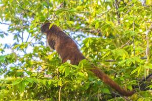 quati sobe em galhos de árvores e procura frutas na selva tropical do méxico. foto