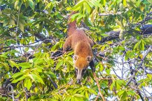 quati sobe em galhos de árvores e procura frutas na selva tropical do méxico. foto