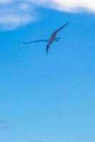 voando gaivota pássaro pegando comida peixe fora da água méxico. foto