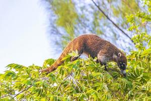 quati sobe em galhos de árvores e procura frutas na selva tropical do méxico. foto