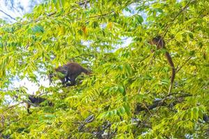 quati sobe em galhos de árvores e procura frutas na selva tropical do méxico. foto