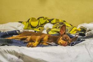 retrato de cachorro terrier de brinquedo russo enquanto está cansado e dorme no méxico. foto