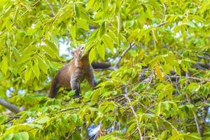 quati sobe em galhos de árvores e procura frutas na selva tropical do méxico. foto