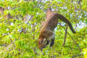 quati sobe em galhos de árvores e procura frutas na selva tropical do méxico. foto