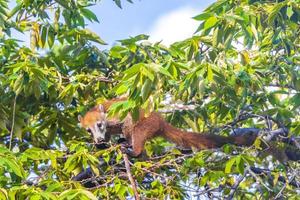 quati sobe em galhos de árvores e procura frutas na selva tropical do méxico. foto