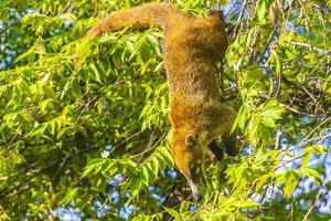 quati sobe em galhos de árvores e procura frutas na selva tropical do méxico. foto