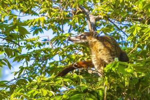 quati sobe em galhos de árvores e procura frutas na selva tropical do méxico. foto