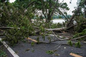 a árvore foi destruída pela intensidade da tempestade foto