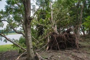 a árvore foi destruída pela intensidade da tempestade foto