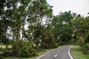 a árvore foi destruída pela intensidade da tempestade foto