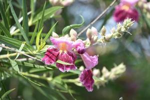 linda flor de salgueiro do deserto em um jardim foto