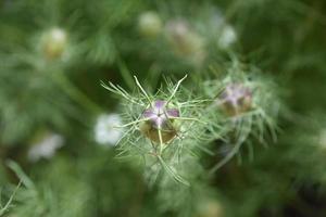 amor incomum em uma flor de neblina foto