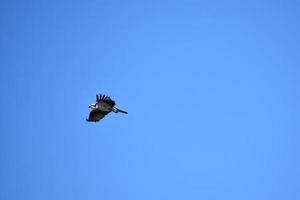 penas espalhadas nas asas de uma águia-pescadora voadora foto