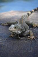 excelente captura de uma iguana em uma rocha foto