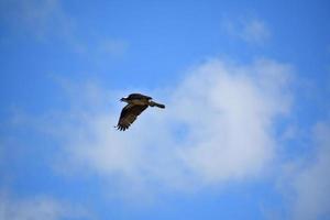 águia-pescadora deslumbrante voando nos céus do maine foto
