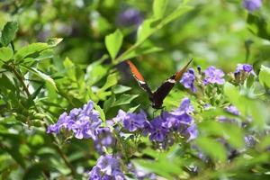 borboleta polinizando flores roxas de lavanda em um jardim foto