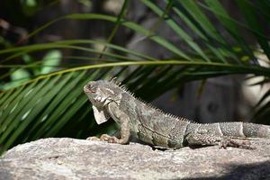 iguana deitado em uma pedra ao sol foto