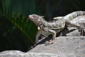 curiosa iguana com longas garras afiadas em uma rocha foto