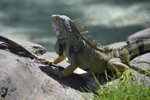 equilibrado e posando iguana em um par de rochas foto