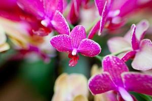 flores de orquídea rosa em fundo de folhas