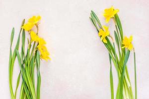 flores de primavera de narcisos amarelos em fundo rosa foto