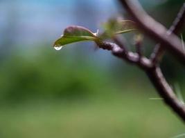 água pingando das folhas foto